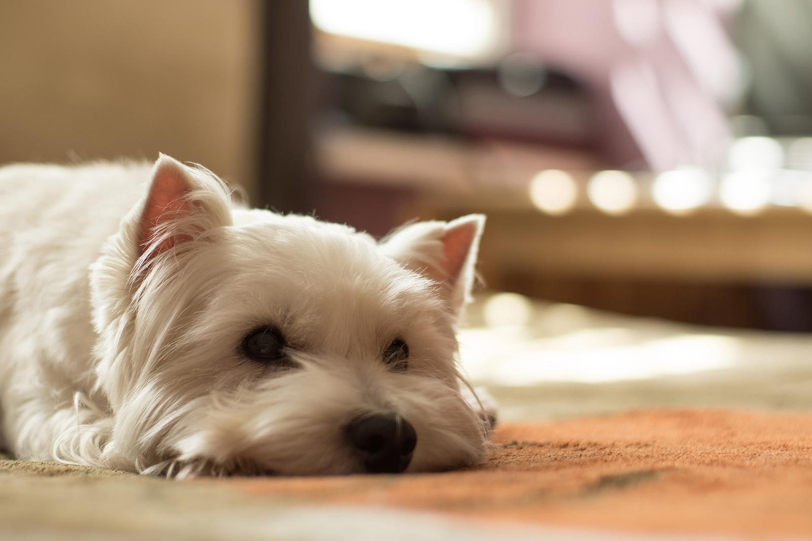 westie-lying-on-ground West highland white terrier lying on ground.