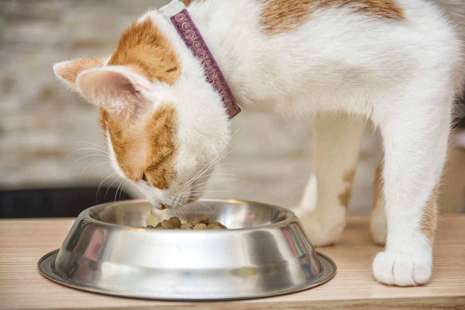 White and orange cat with collar on eating out of metal bowl