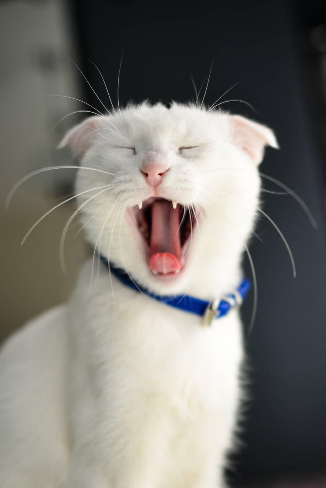 ginger-cat-inside-litter-box-SW