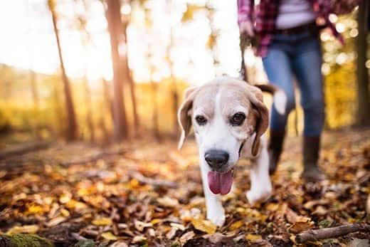 woman-and-beagle-walk-through-autumn-forest-SW