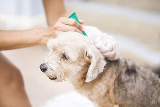 woman-applies-tick-medicine-to-dog Woman applies tick medicine to fluffy dog.