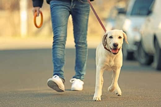 Owner and Labrador dog walking in city on unfocused background