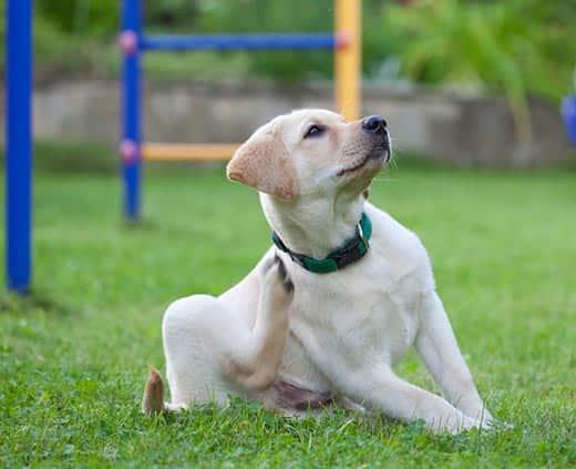 yellow-lab-puppy-scratching-neck-SW Yellow lab puppy in green collar, scratches neck near playground outdoors.