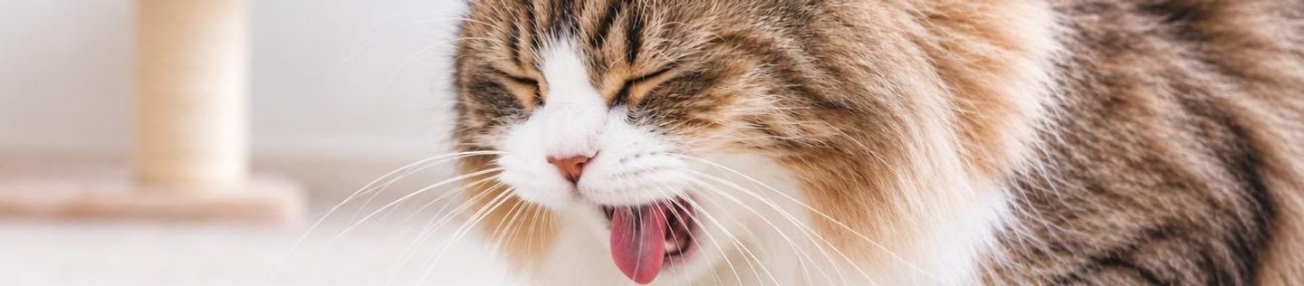カーペットの上で毛玉を吐こうとしている長毛の猫