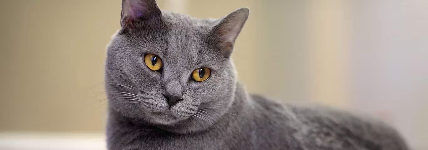 シャルトリュー