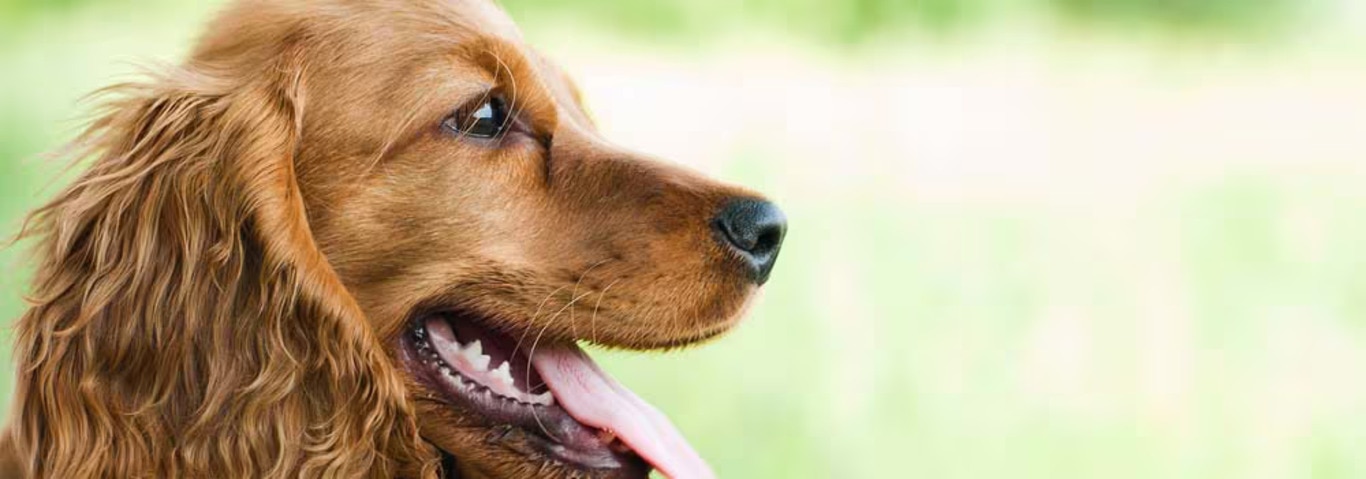 イングリッシュ・コッカースパニエル