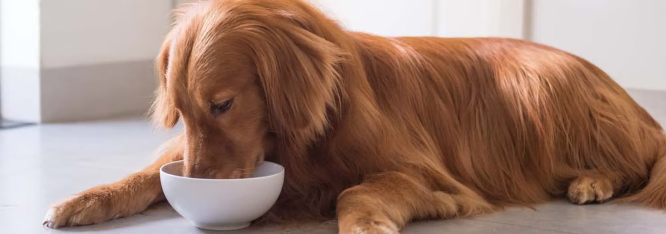 ゴールデン・レトリーバー