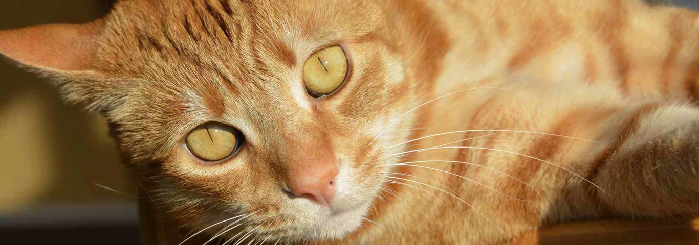 アメリカン・ショートヘア