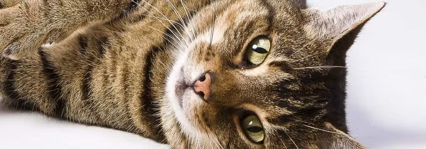 ヨーロピアン・ショートヘア