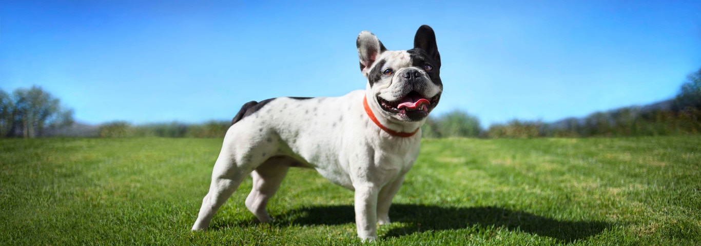 フレンチ・ブルドッグ