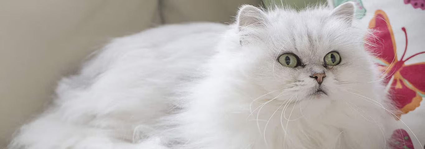 シャンティリー