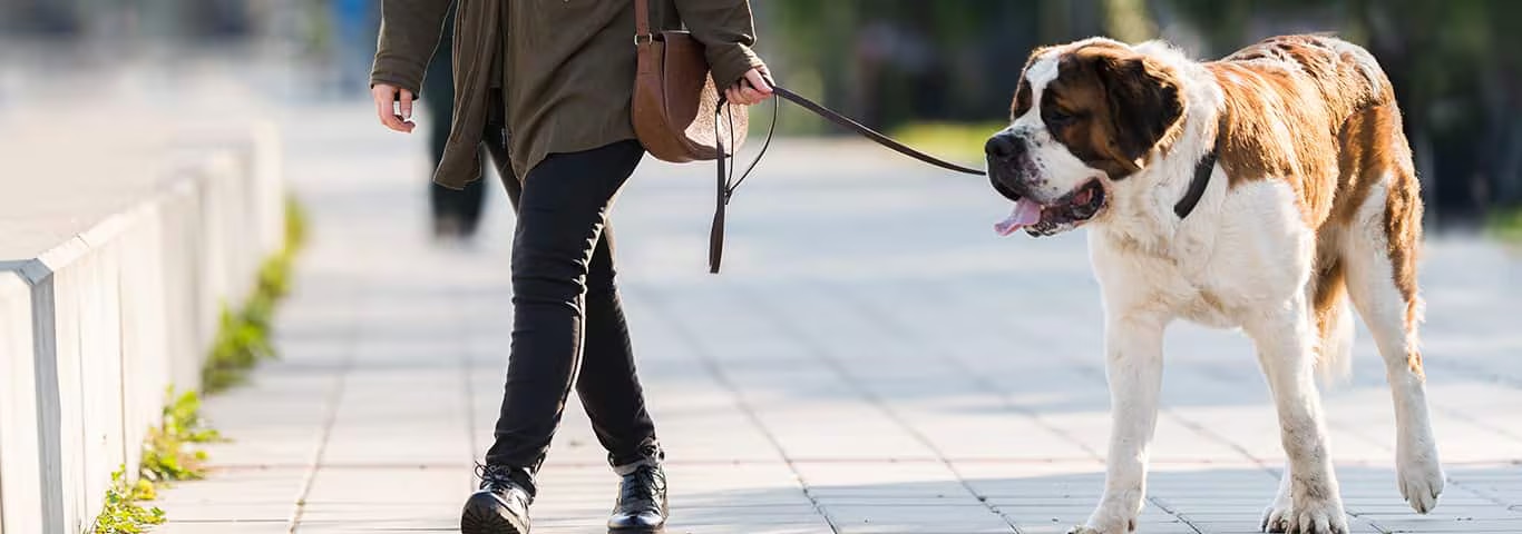 セント・バーナード