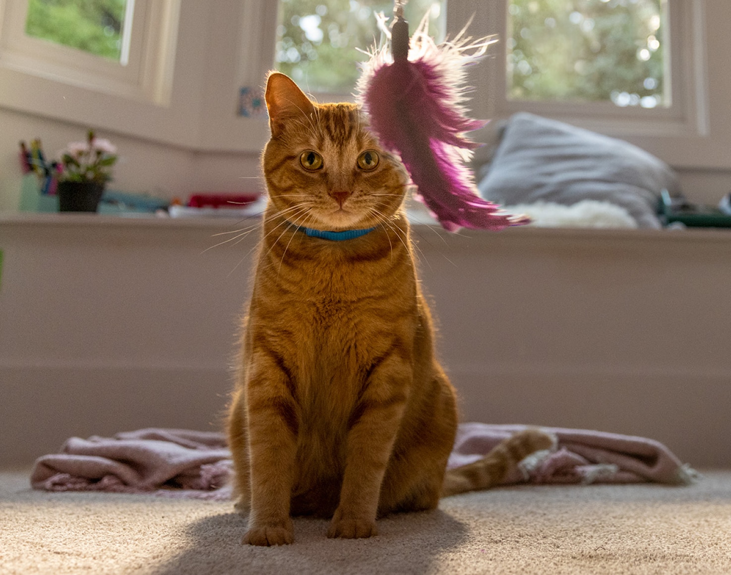 ぶら下がったおもちゃを見つめる猫