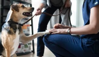 Happy dog with paw on veterinary nurse