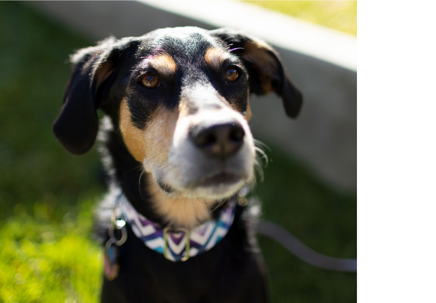 ペットの黒い犬