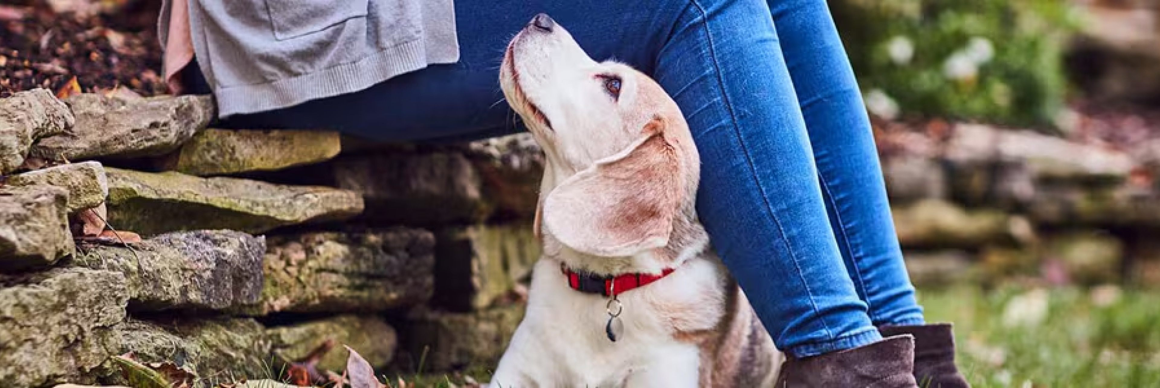 飼い主を愛おしそうに見つめる犬
