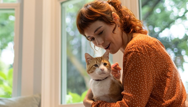 女性の膝に座っている白茶の猫