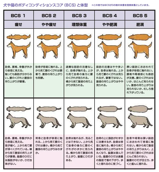 猫のボディコンディションスコアの評価図