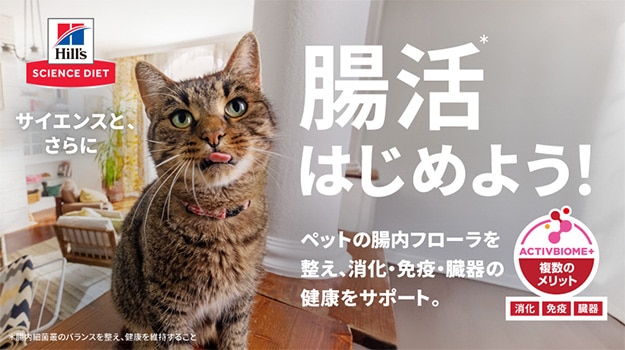 猫の腸活と健康サポート