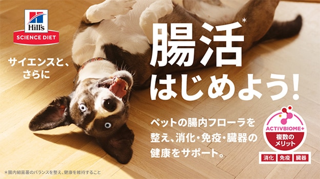 犬の腸活と健康サポート