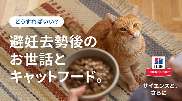避妊去勢後の猫のケアとフード