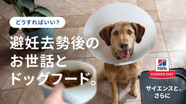 避妊去勢後の犬のケアとフード