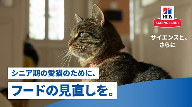 シニア猫のフード見直し