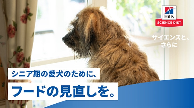 シニア犬のフード見直し