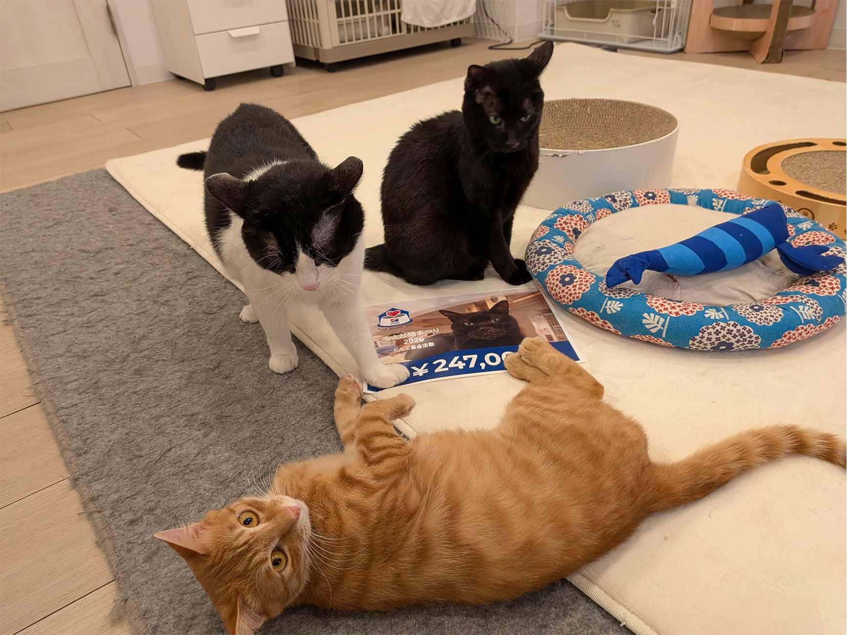 募金額が書かれた紙を囲む、茶トラ、黒白、黒猫の3匹の猫たち。