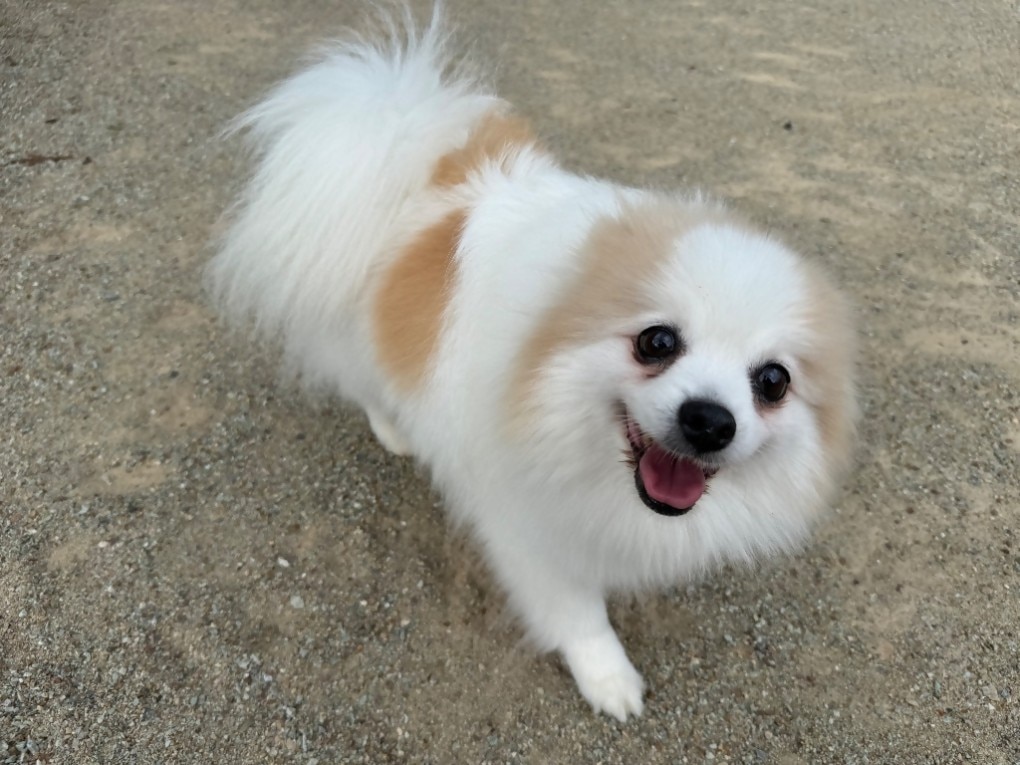 屋外の砂利道でカメラに向かって明るい笑顔を見せる白と茶色のふわふわとした犬