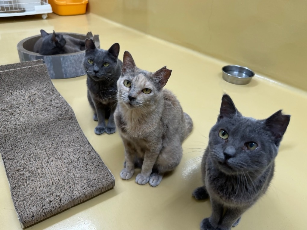 室内でスクラッチャーの横に座ってカメラを見上げている3匹の保護猫