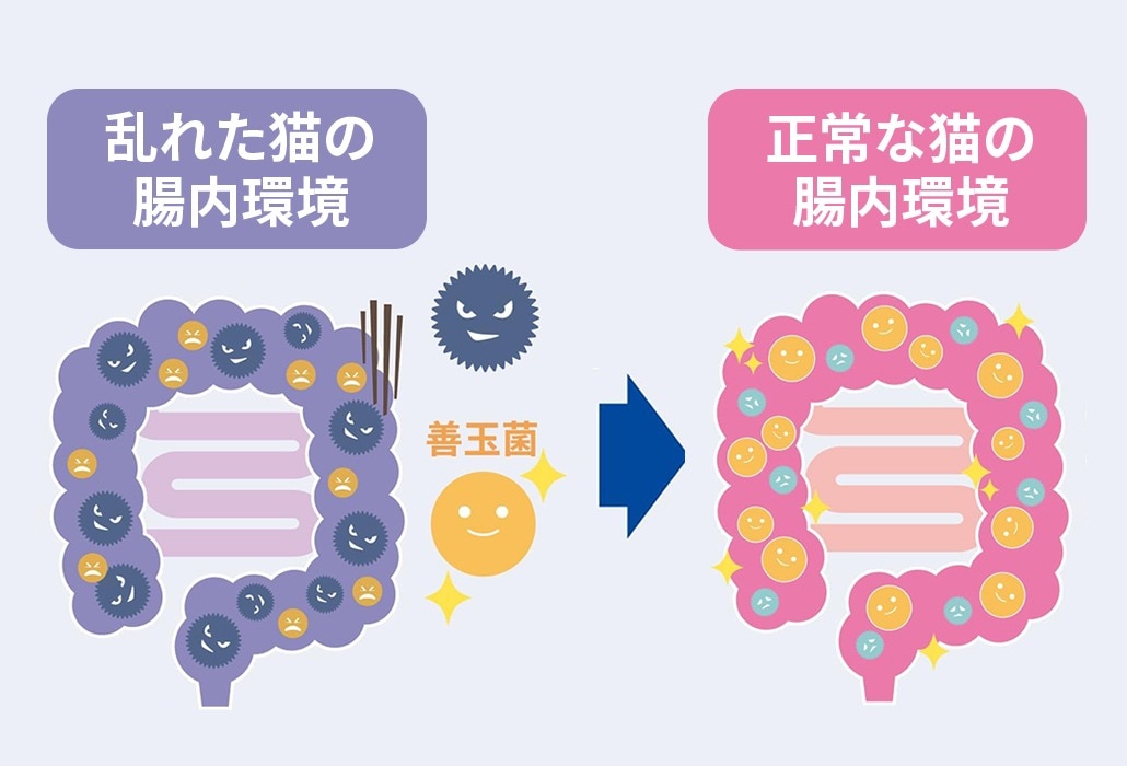 怒ったアイコンで表された乱れた腸内環境と、笑顔のアイコンで表された正常な腸内環境を比較した日本語のグラフィック。