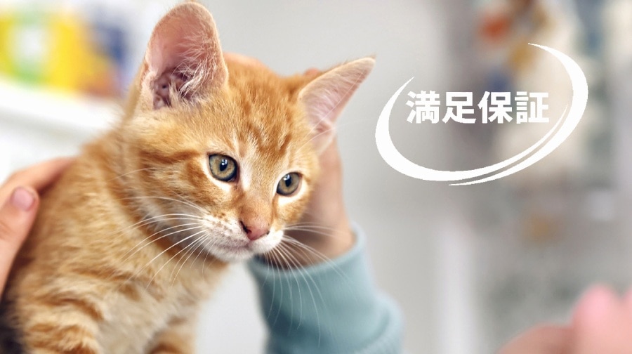 人になでられている茶トラの子猫と、白いスウッシュの中に重ねられた日本語のテキスト。