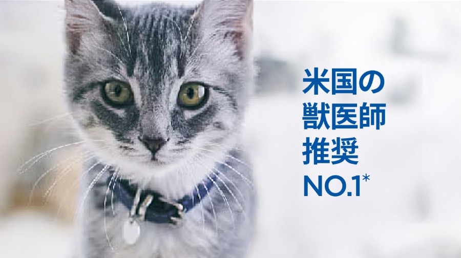 日本語のテキストが重なった、青い首輪をつけたグレーのタビーの子猫。