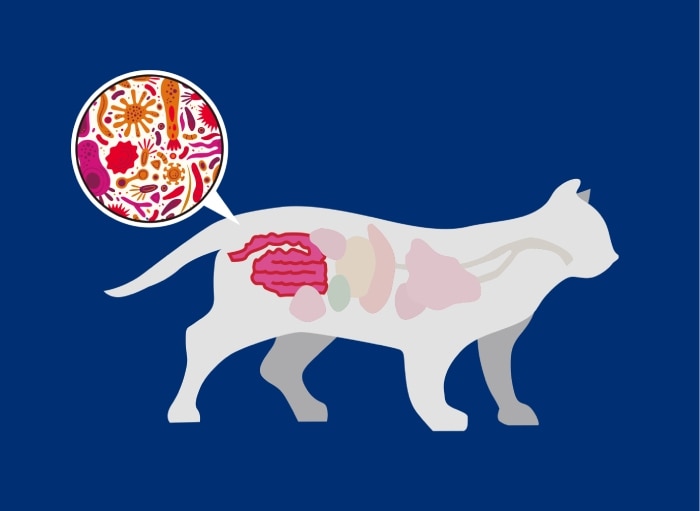 猫のシルエットに消化器系と、腸内マイクロバイオームの拡大図を示した図解。