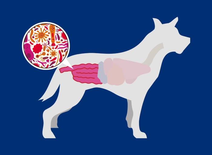 犬のシルエットに消化器系と、腸内マイクロバイオームの拡大図を示した図解。