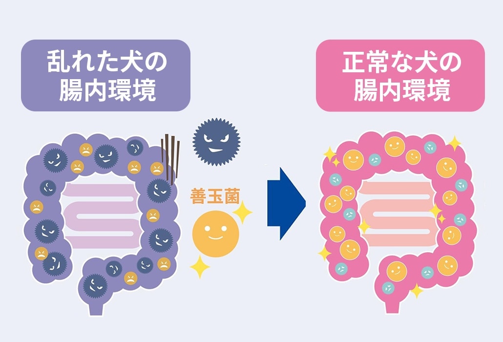 怒ったアイコンで表された乱れた腸内環境と、笑顔のアイコンで表された正常な腸内環境を比較した日本語のグラフィック。