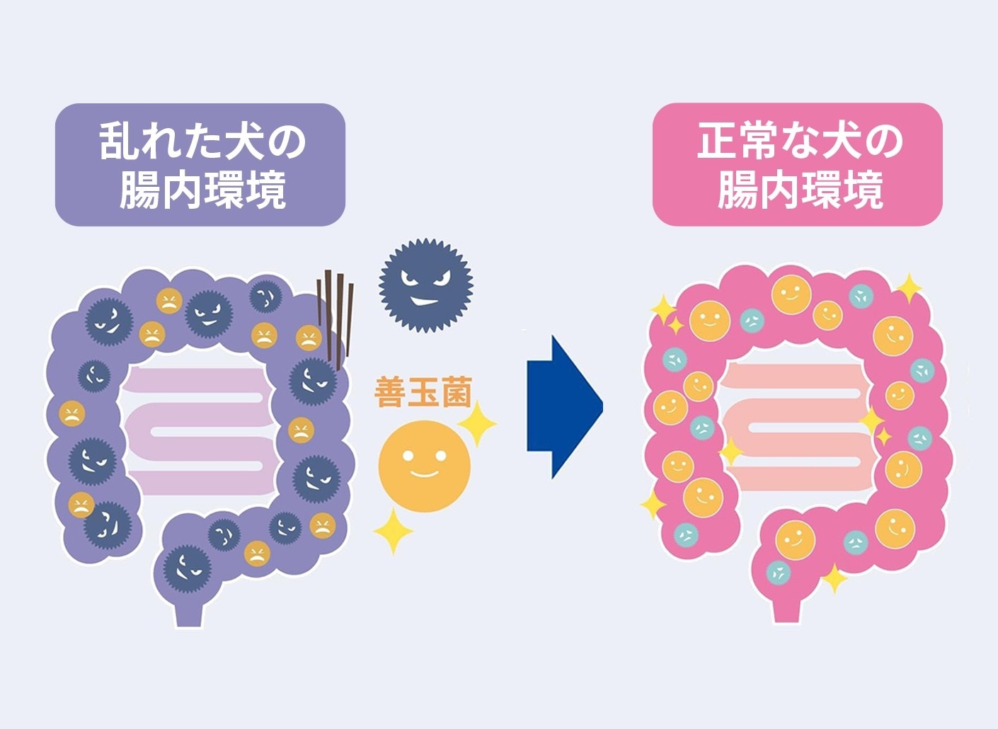 善玉菌がプレバイオティクスを食べ 