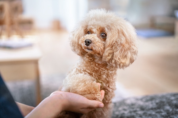 小型犬について