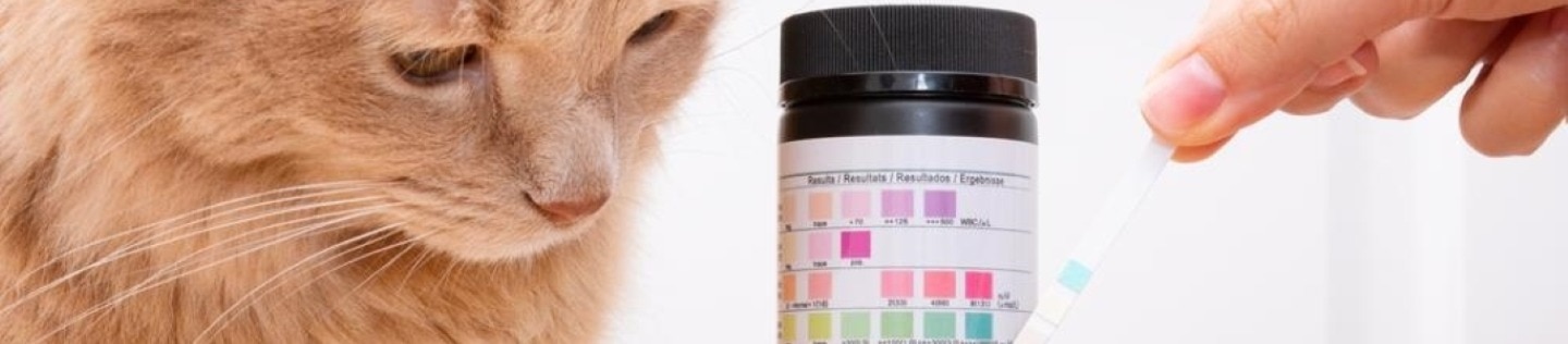 猫が pH テストストリップの横に座っています。