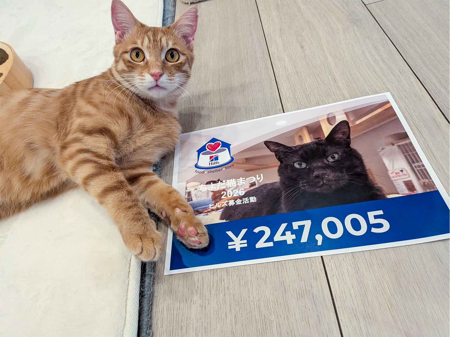 「247,005円」と記された寄付金の報告パネルの横でポーズをとる茶トラ猫。