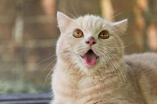Cat with tongue out
