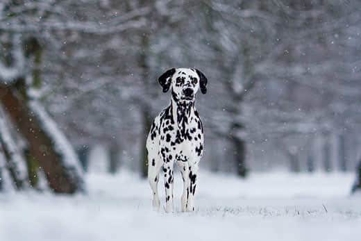 Dalmatian dog in the snow