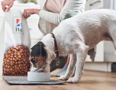 ヒルズ ペットのドッグフードを食べる犬