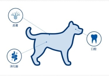 犬のマイクロバイオームの位置