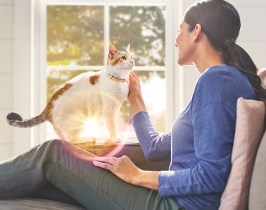 人と一緒にいる猫