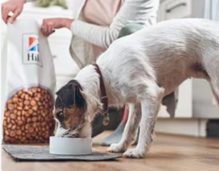 ヒルズ ペットのドッグフードを食べる犬