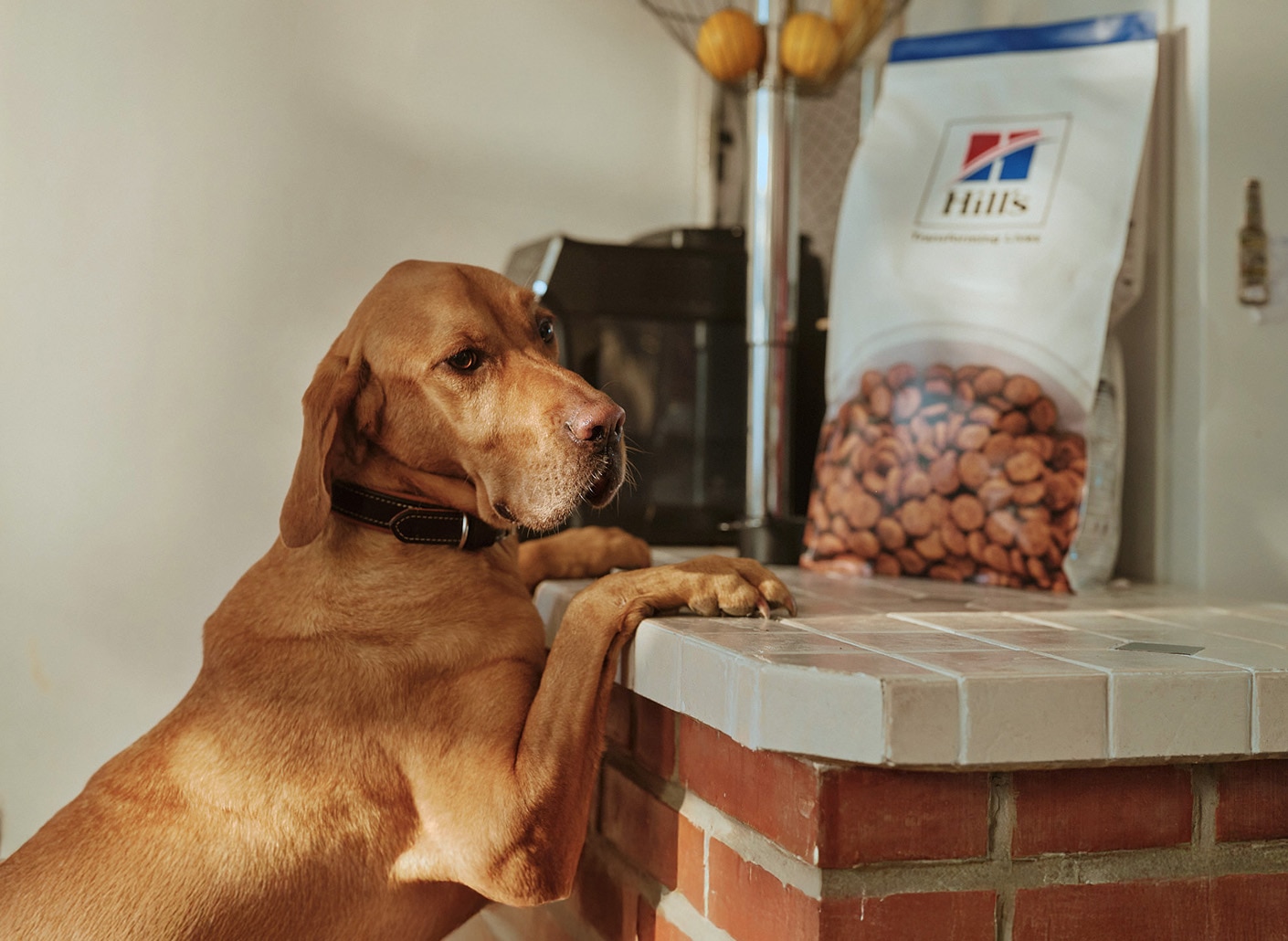 体重管理キャットフード