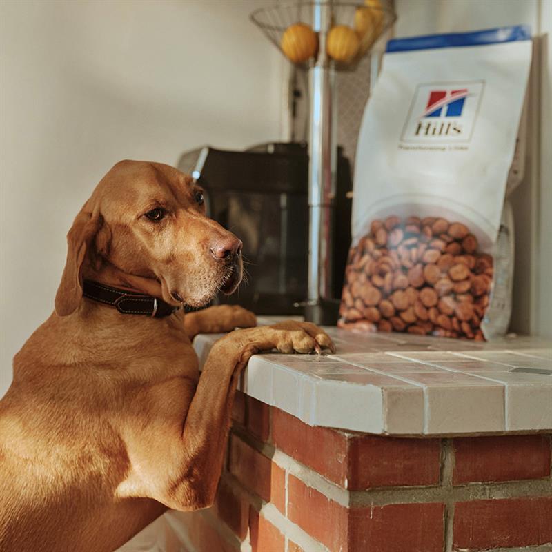 体重管理キャットフード