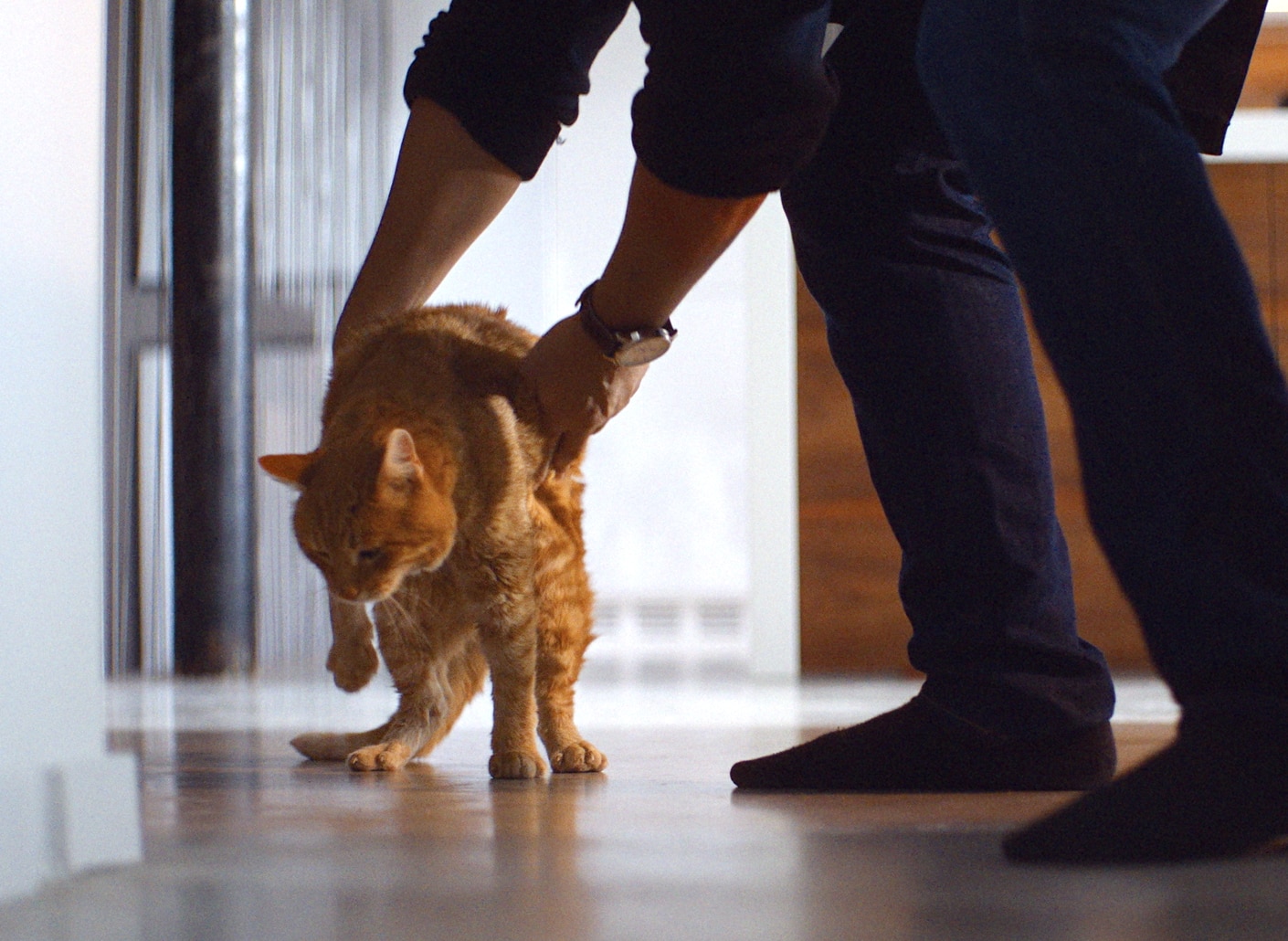 体重管理キャットフード